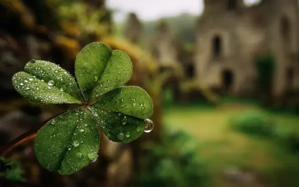 Dew-covered four-leaf clover with a hanging water droplet and blurred stone ruins behind — St. Patrick's Day 2K Quad HD desktop wallpaper.