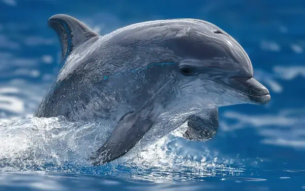 2K Quad HD PC desktop wallpaper background: an animal porpoise leaping from crystal-blue water, sunlight glinting on its sleek, splash-ringed body.
