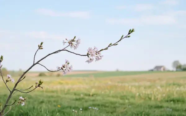 Minimalist spring blossom branch in soft focus above a green meadow and distant farmhouse — 5K Ultra HD PC desktop wallpaper/background.