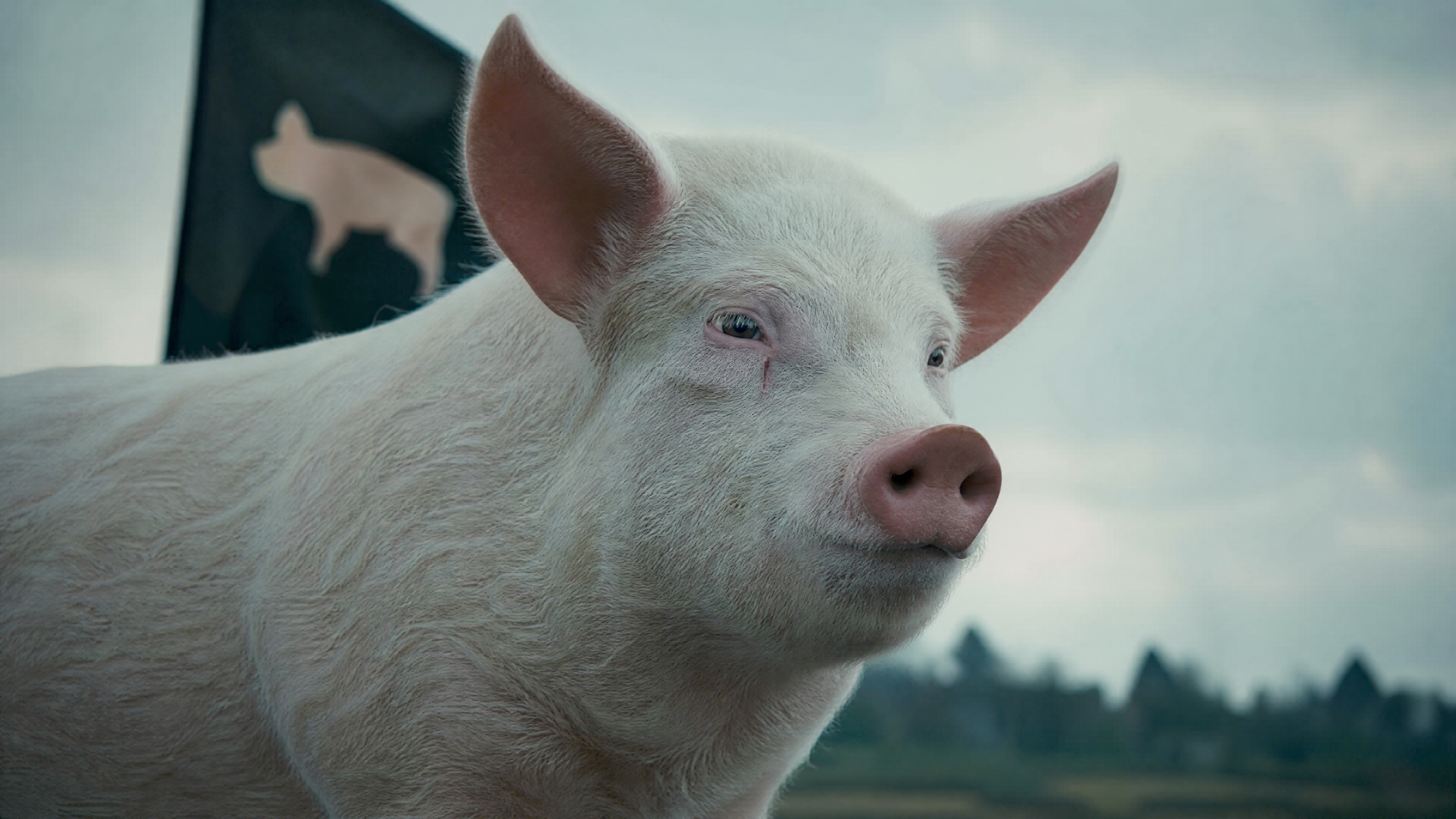 4K Ultra HD PC desktop wallpaper: close-up of a white pig with a pink snout against a misty field and a black flag bearing a pig silhouette.