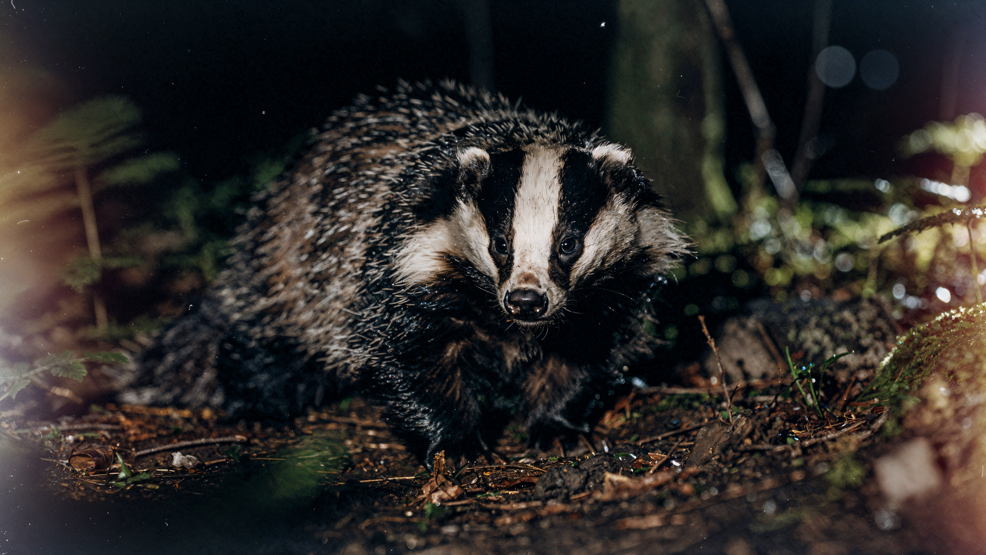 Close-up of a badger emerging from forest undergrowth at night — high-detail 4K Ultra HD PC desktop wallpaper/background.