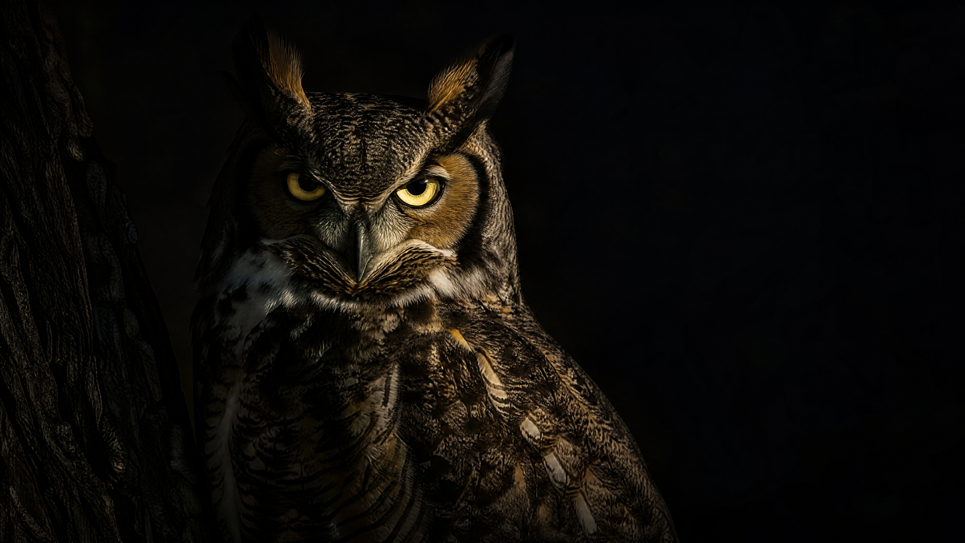 Close-up of a great horned owl with piercing yellow eyes against a dark background — 4K Ultra HD PC desktop wallpaper and background.