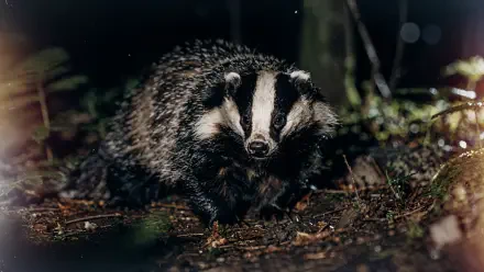 Close-up of a badger emerging from forest undergrowth at night — high-detail 4K Ultra HD PC desktop wallpaper/background.