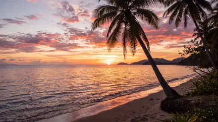 Tropical sunset over a palm-lined beach, 5K Ultra HD PC desktop wallpaper and background.