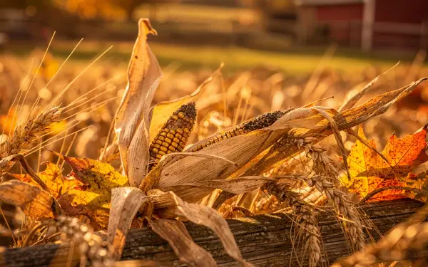 Autumn farm close-up of dried corn, straw and fallen leaves glowing in golden light against a blurred barn — 4K Ultra HD PC desktop wallpaper and background.