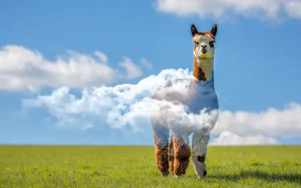 Alpaca with cloud-filled double-exposure body on a green field under a bright blue sky — 5K Ultra HD PC desktop wallpaper/background.