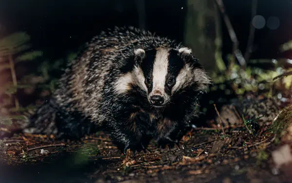 Close-up of a badger emerging from forest undergrowth at night — high-detail 4K Ultra HD PC desktop wallpaper/background.