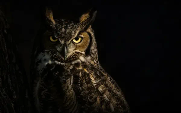 Close-up of a great horned owl with piercing yellow eyes against a dark background — 4K Ultra HD PC desktop wallpaper and background.