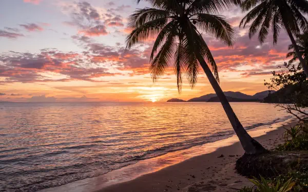 Tropical sunset over a palm-lined beach, 5K Ultra HD PC desktop wallpaper and background.