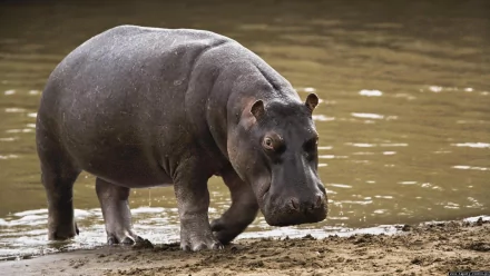 HD PC desktop wallpaper of a hippopotamus at the water’s edge on a muddy riverbank, with rippled brown water behind it.