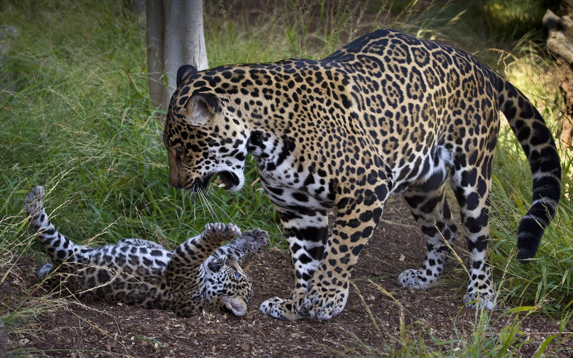 Animal Jaguar HD Wallpaper Background Image.
