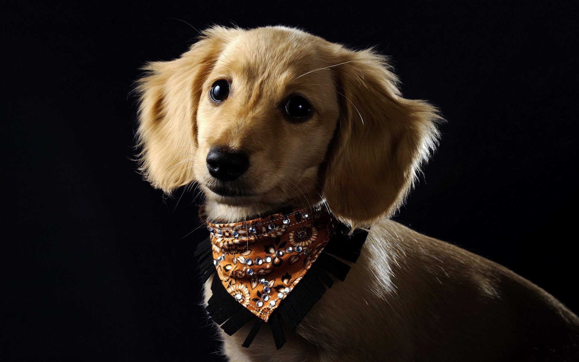 A cute dog with a light coat and a patterned bandana poses against a dark background, creating a striking HD desktop wallpaper.