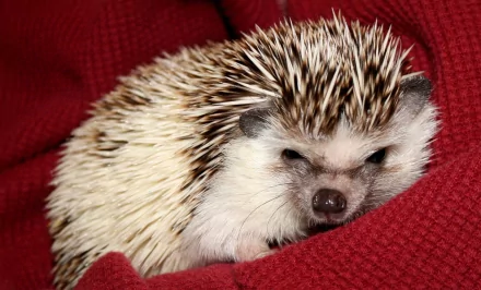 Close-up HD image of a hedgehog resting on a deep red fabric, featured as a PC desktop wallpaper background.