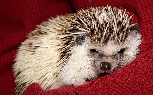 Close-up HD image of a hedgehog resting on a deep red fabric, featured as a PC desktop wallpaper background.
