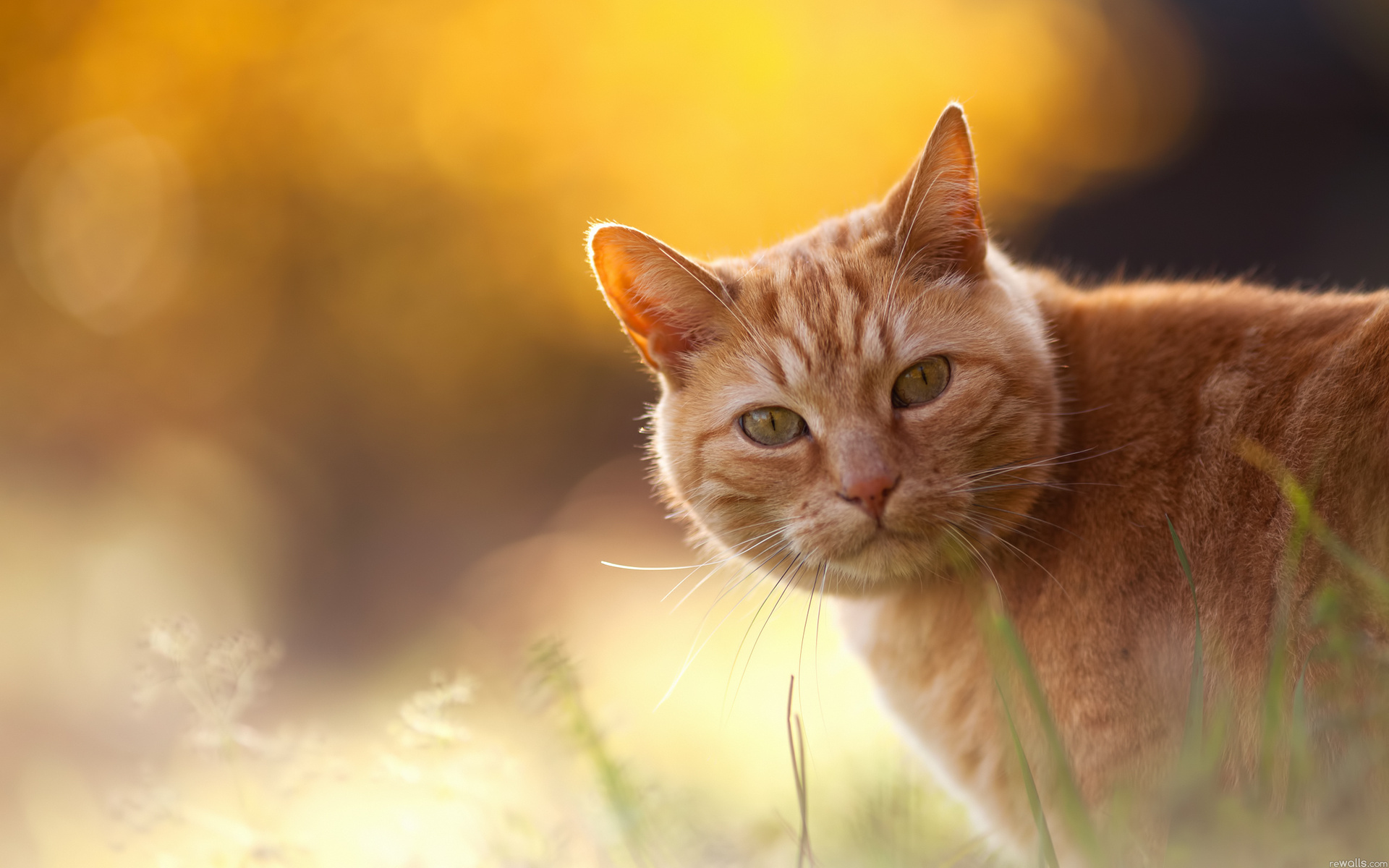 Download Animal Cat HD Wallpaper