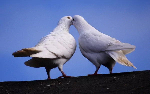A beautiful HD wallpaper featuring two white pigeons gently touching beaks against a clear blue sky, capturing a moment of affection between these elegant birds.