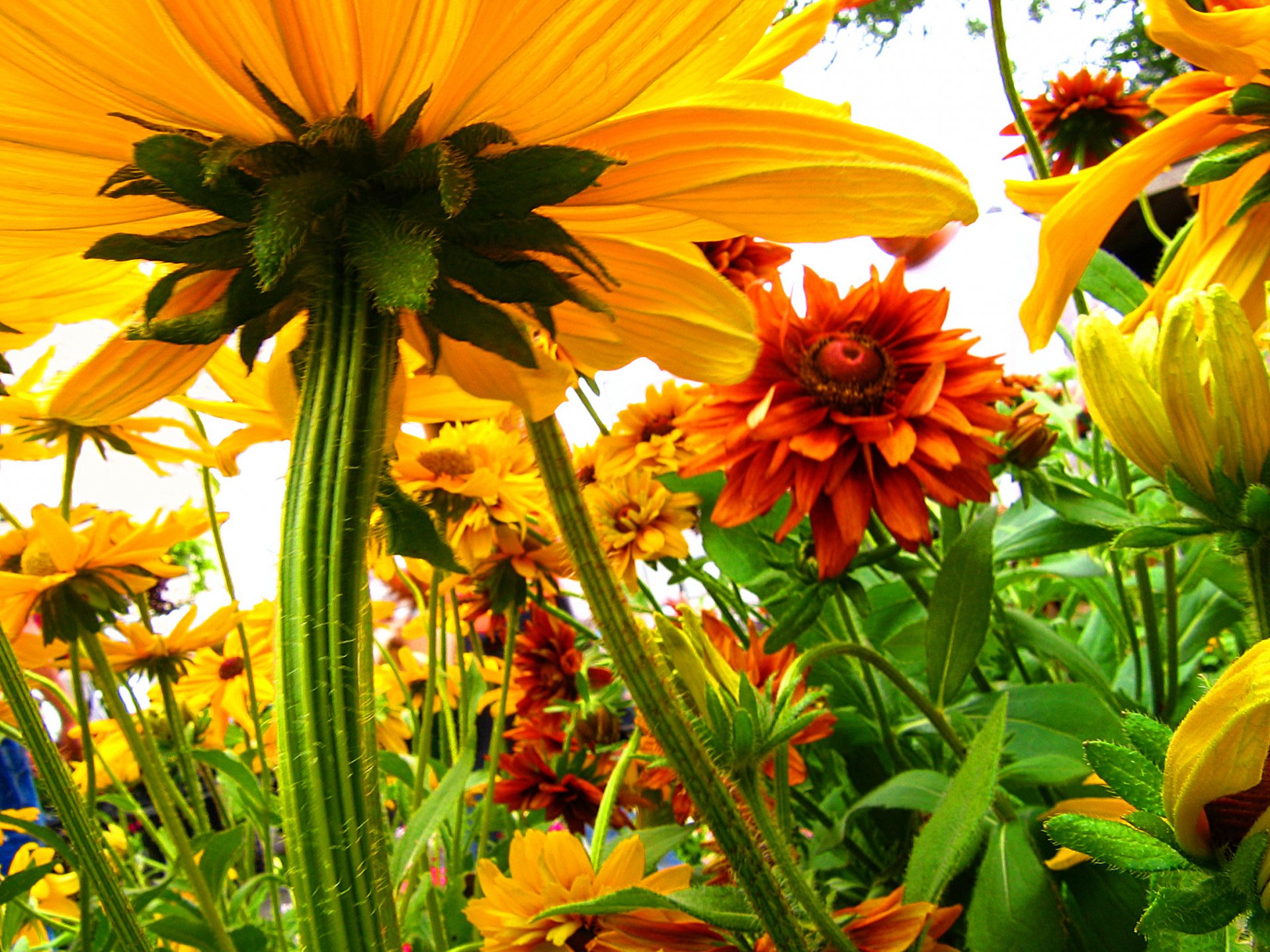 HD PC desktop wallpaper: nature scene of vibrant yellow and orange flowers with green stems and leaves, viewed from below.