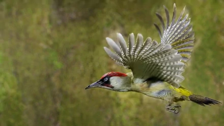 A Eurasian green woodpecker in mid-flight against a blurred natural background, captured in sharp detail for an HD PC desktop wallpaper.