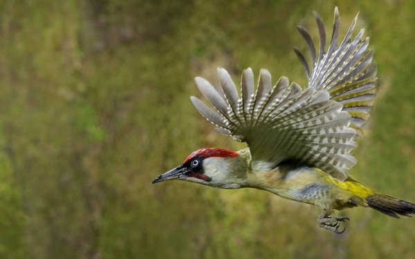 Animal Woodpecker Birds Woodpeckers Eurasian Green Woodpecker HD Wallpaper | Background Image