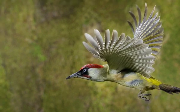 A Eurasian green woodpecker in mid-flight against a blurred natural background, captured in sharp detail for an HD PC desktop wallpaper.