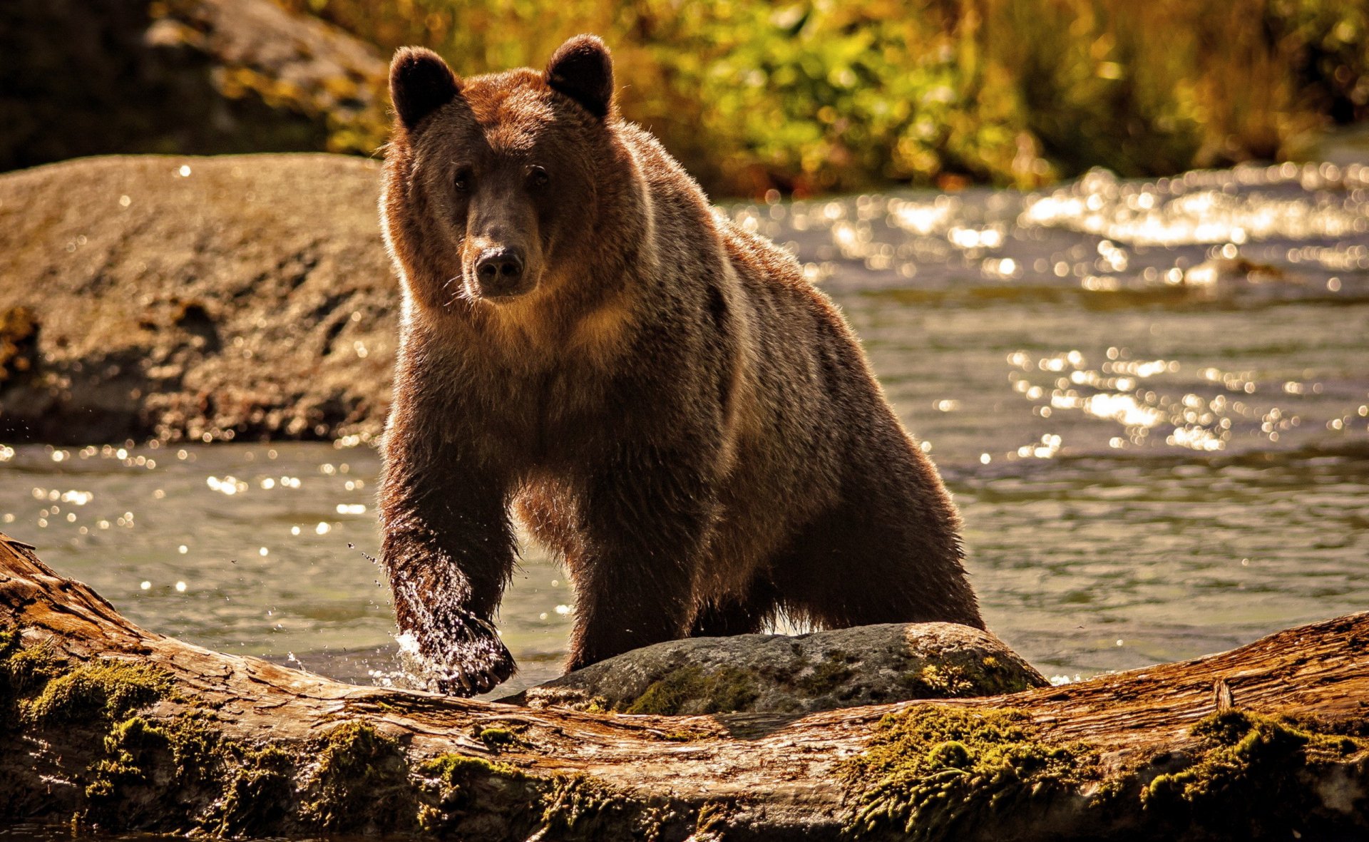 A captivating HD desktop wallpaper featuring a majestic bear standing on a rocky shore, surrounded by shimmering water and lush greenery.