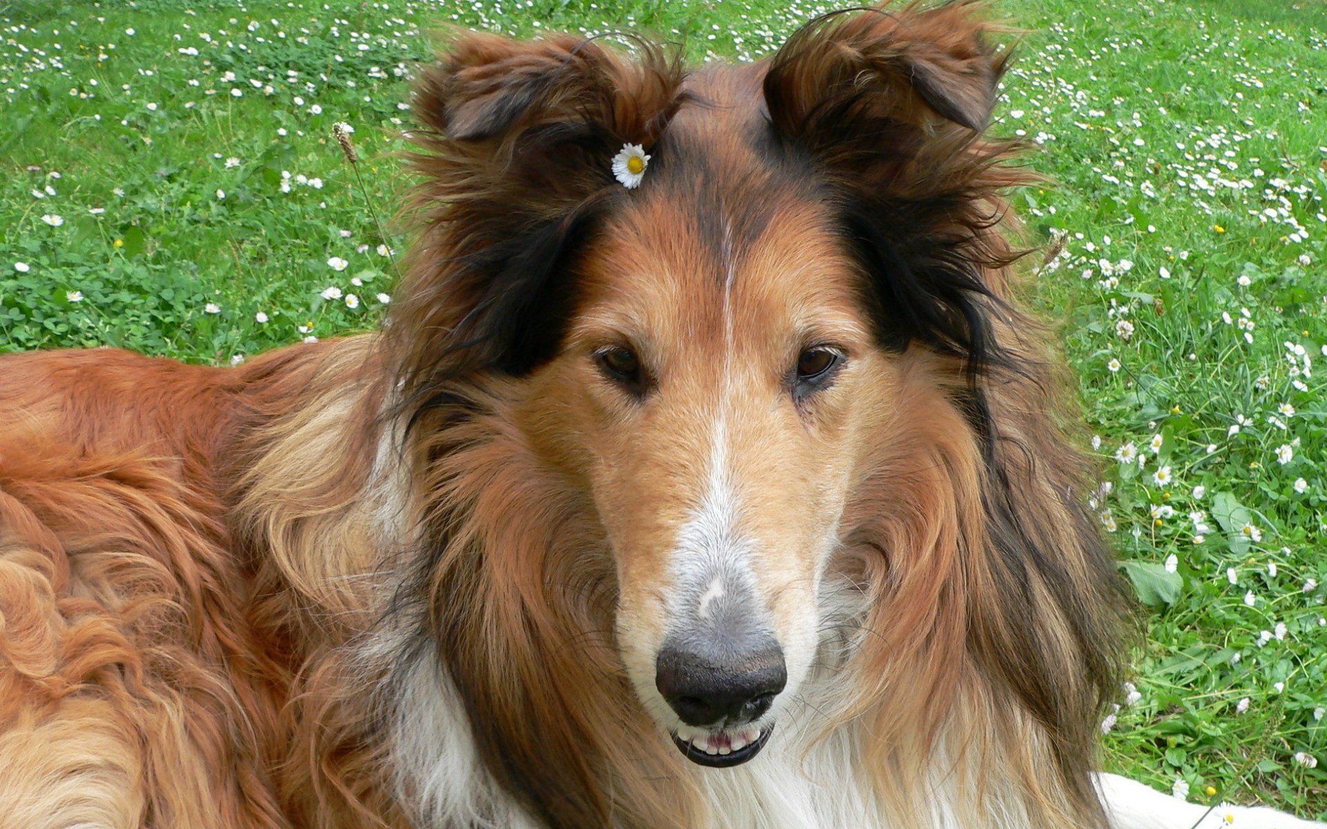 Collie Dog