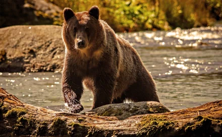 A captivating HD desktop wallpaper featuring a majestic bear standing on a rocky shore, surrounded by shimmering water and lush greenery.