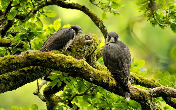 Animal Falcon Birds Birds of prey Bird HD Wallpaper | Background Image