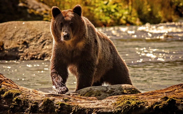 A captivating HD desktop wallpaper featuring a majestic bear standing on a rocky shore, surrounded by shimmering water and lush greenery.