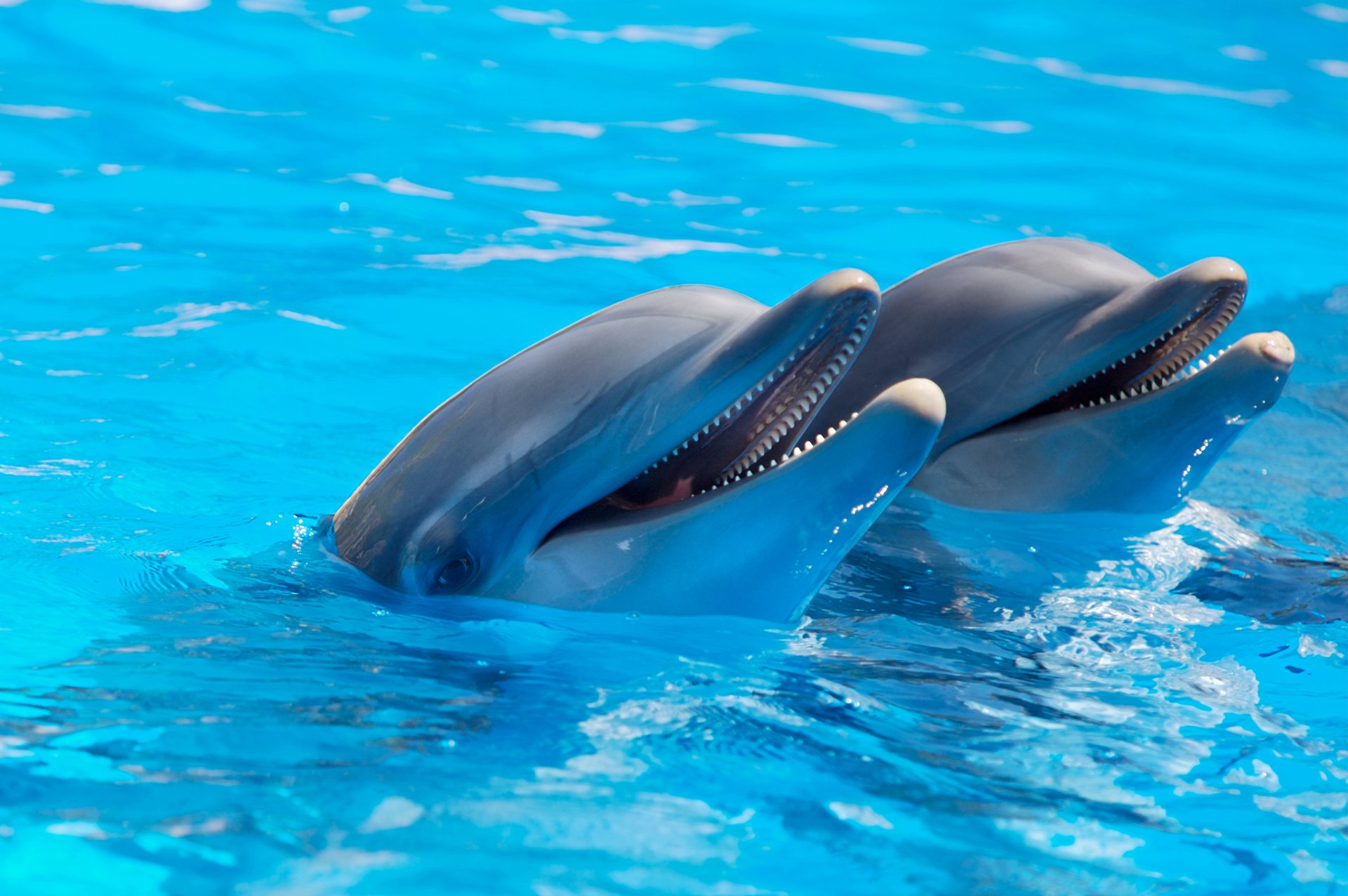 Two dolphins emerging playfully from vibrant blue water, creating a captivating HD desktop wallpaper, showcasing the beauty of marine life.