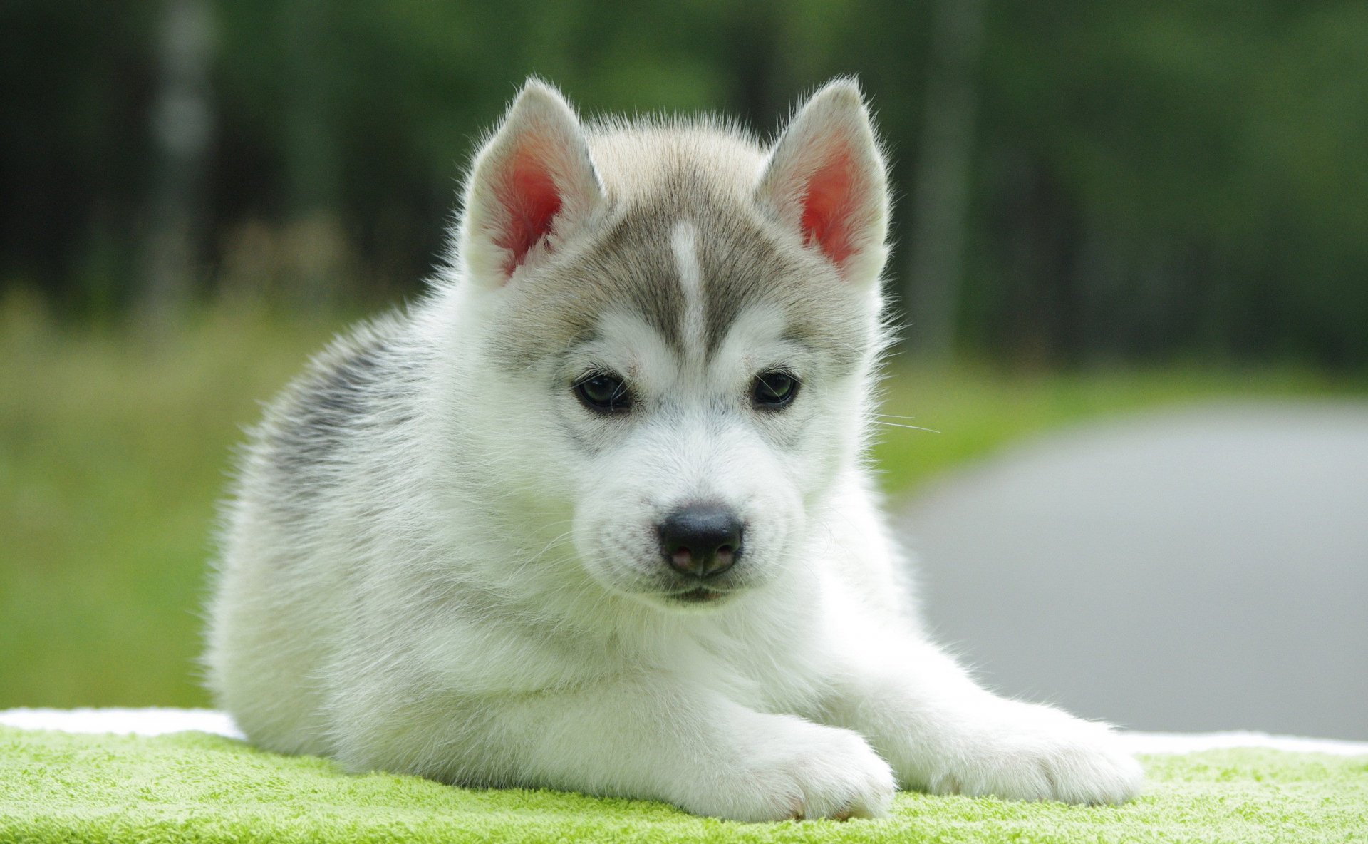 HD desktop wallpaper featuring an adorable husky puppy lying on a green surface with a blurred natural background.