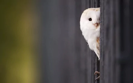 A close-up of a barn owl peering between dark vertical posts, showcasing its striking white feathers and curious expression. This HD image serves as a stunning desktop wallpaper.