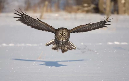 Animal Great grey owl HD Desktop Wallpaper | Background Image