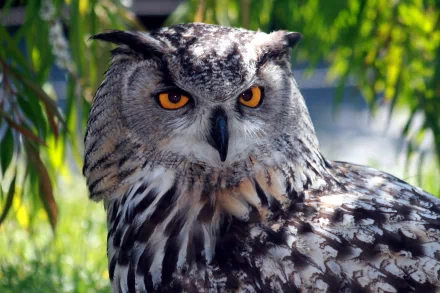 Animal great horned owl HD Desktop Wallpaper | Background Image