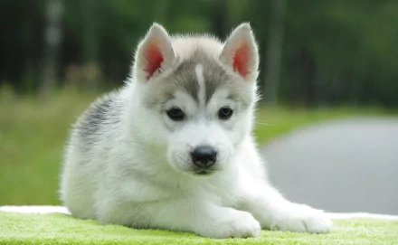 HD desktop wallpaper featuring an adorable husky puppy lying on a green surface with a blurred natural background.