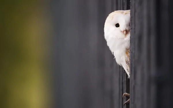 A close-up of a barn owl peering between dark vertical posts, showcasing its striking white feathers and curious expression. This HD image serves as a stunning desktop wallpaper.