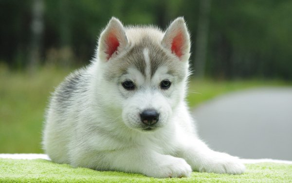 Animal Husky Dogs Dog Puppy Cute HD Wallpaper | Background Image