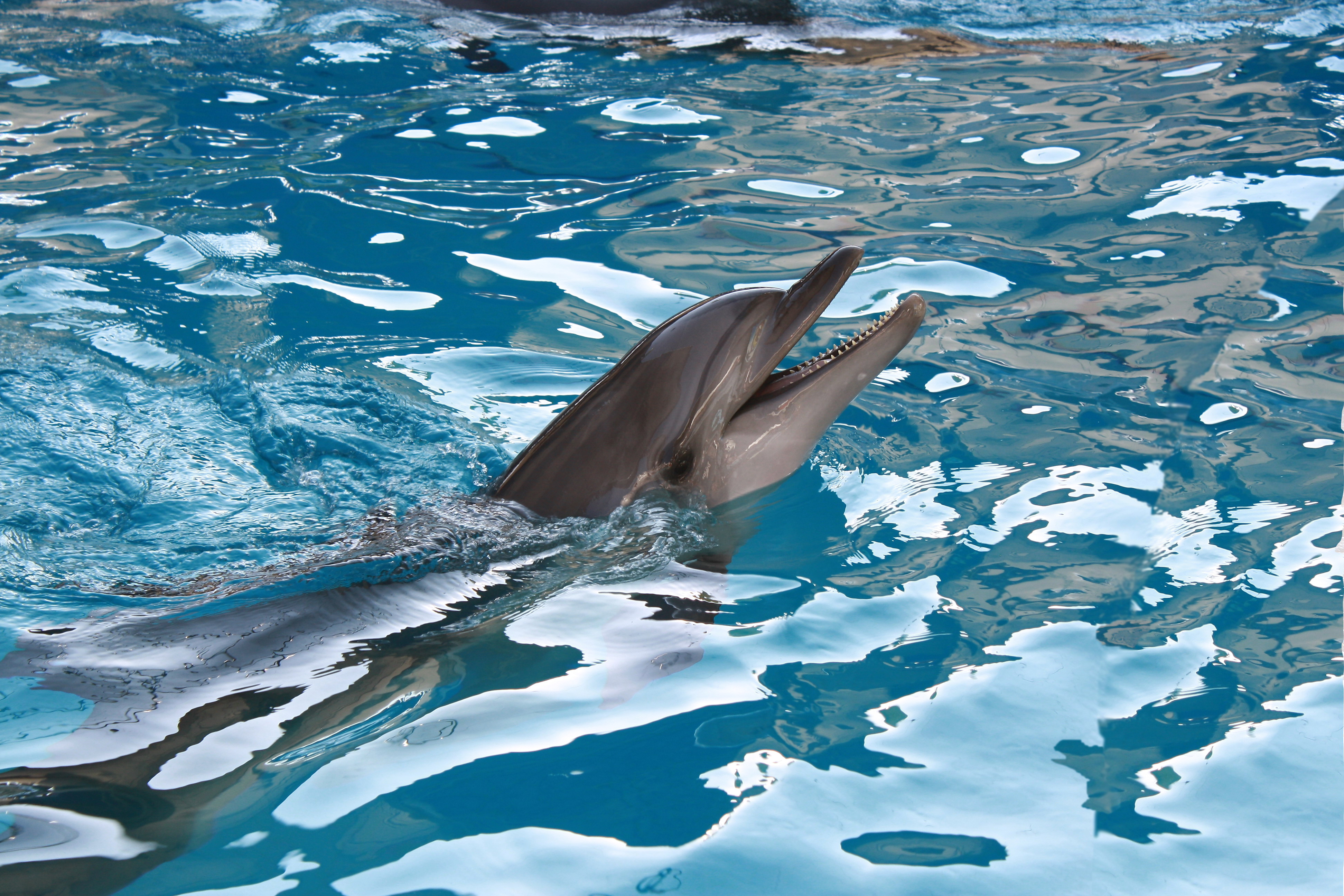 Dolphin 4k Ultra HD Wallpaper Background Image 3888x2592