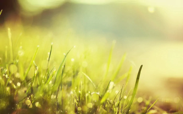 A close-up shot of dew-kissed grass, bathed in warm sunlight, showcasing the beauty of nature. This vibrant image serves as an HD desktop wallpaper and background.