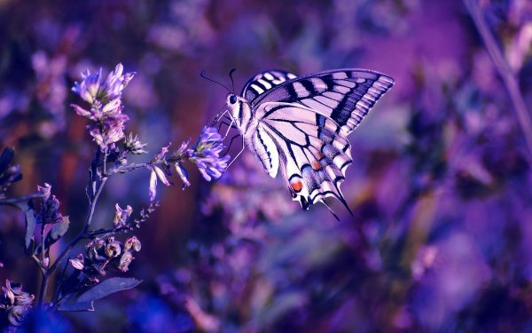 Animal Swallowtail Butterfly Insects Pastel Purple Insect HD Wallpaper | Background Image