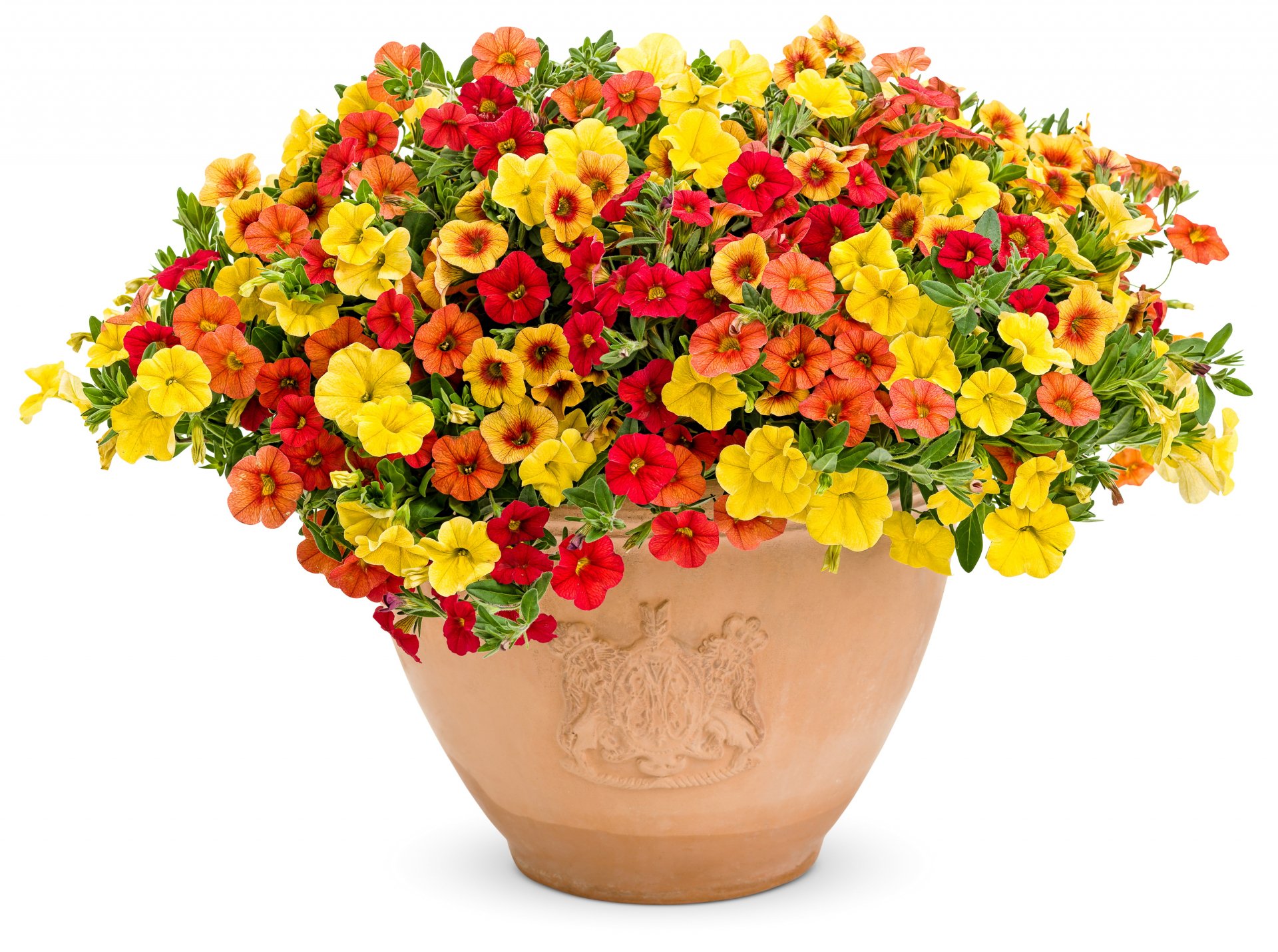 A vibrant arrangement of red, orange, and yellow flowers overflowing from a terracotta pot, creating an artistic and colorful HD wallpaper for any desktop background.