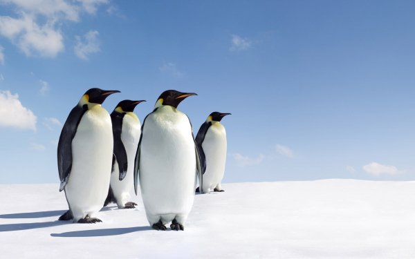 Animal Emperor Penguin Birds Penguins Penguin Bird HD Wallpaper | Background Image