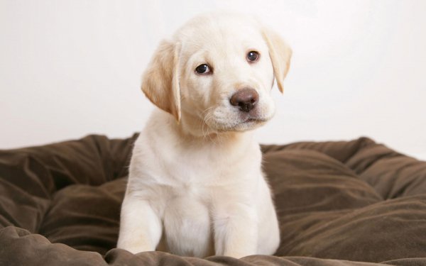 Animal Labrador Retriever Dogs Dog Puppy Labrador Baby Animal HD Wallpaper | Background Image