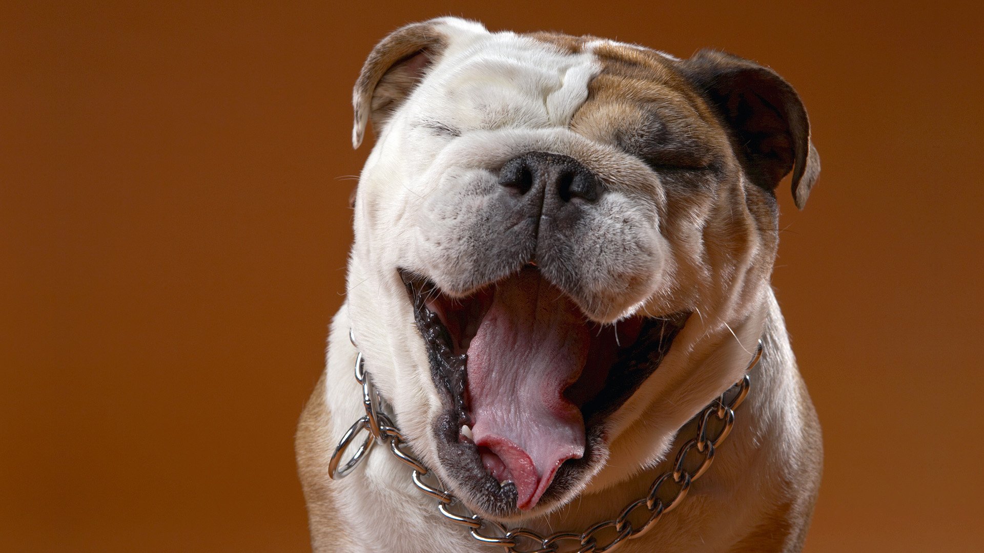 Bulldog Full HD Wallpaper and Background | 1920x1080 | ID:299450