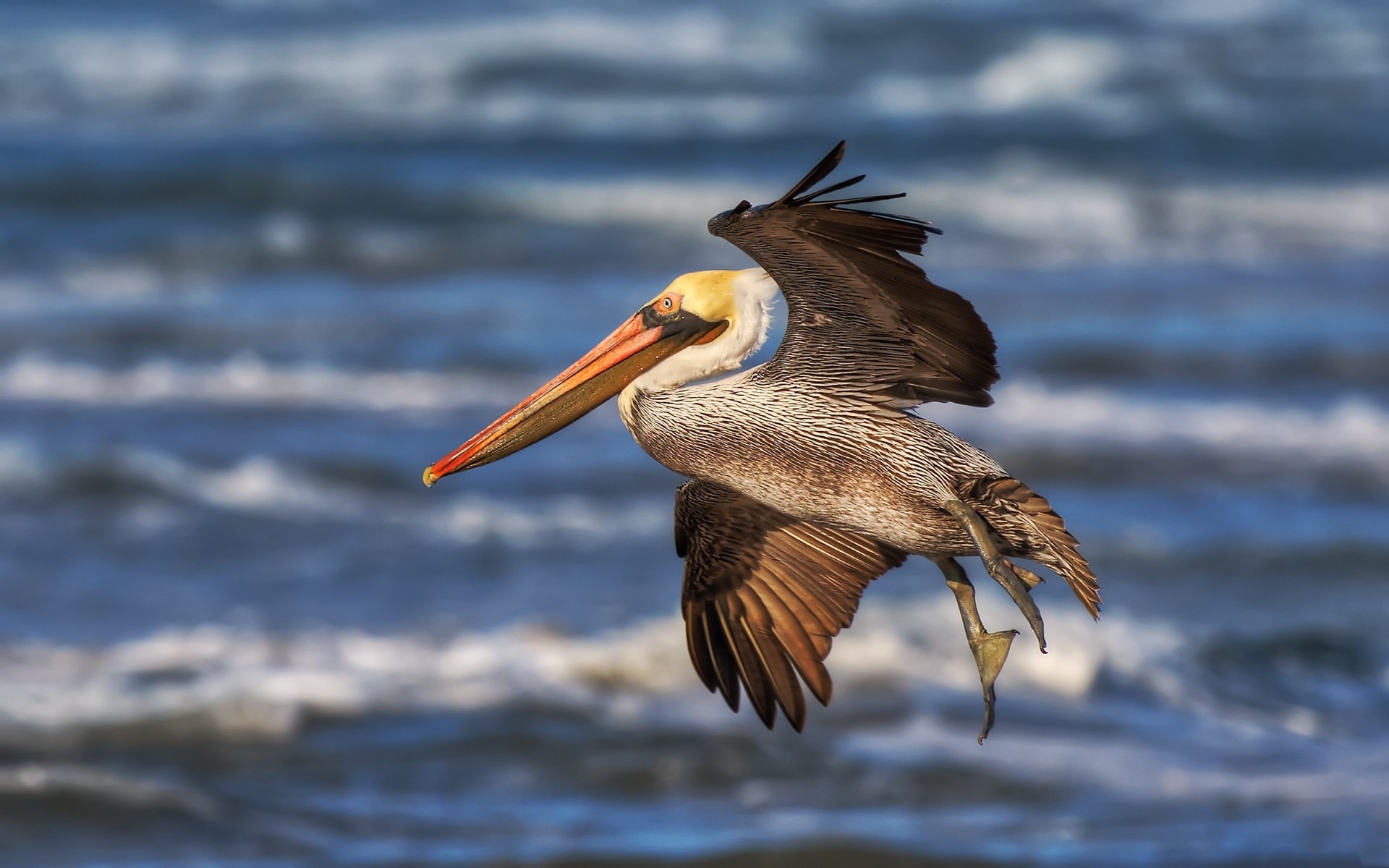 Pelican HD Wallpaper | Background Image | 1920x1200 | ID:300732