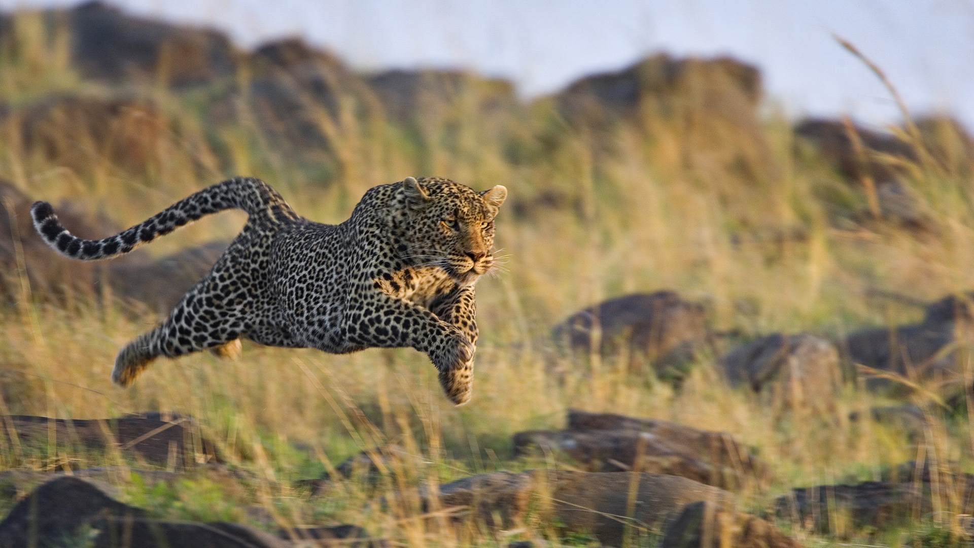 Leopard Running Wallpaper