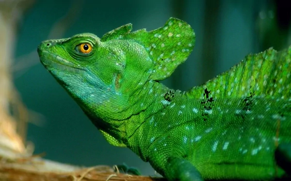 lizard Animal basilisk HD Desktop Wallpaper | Background Image