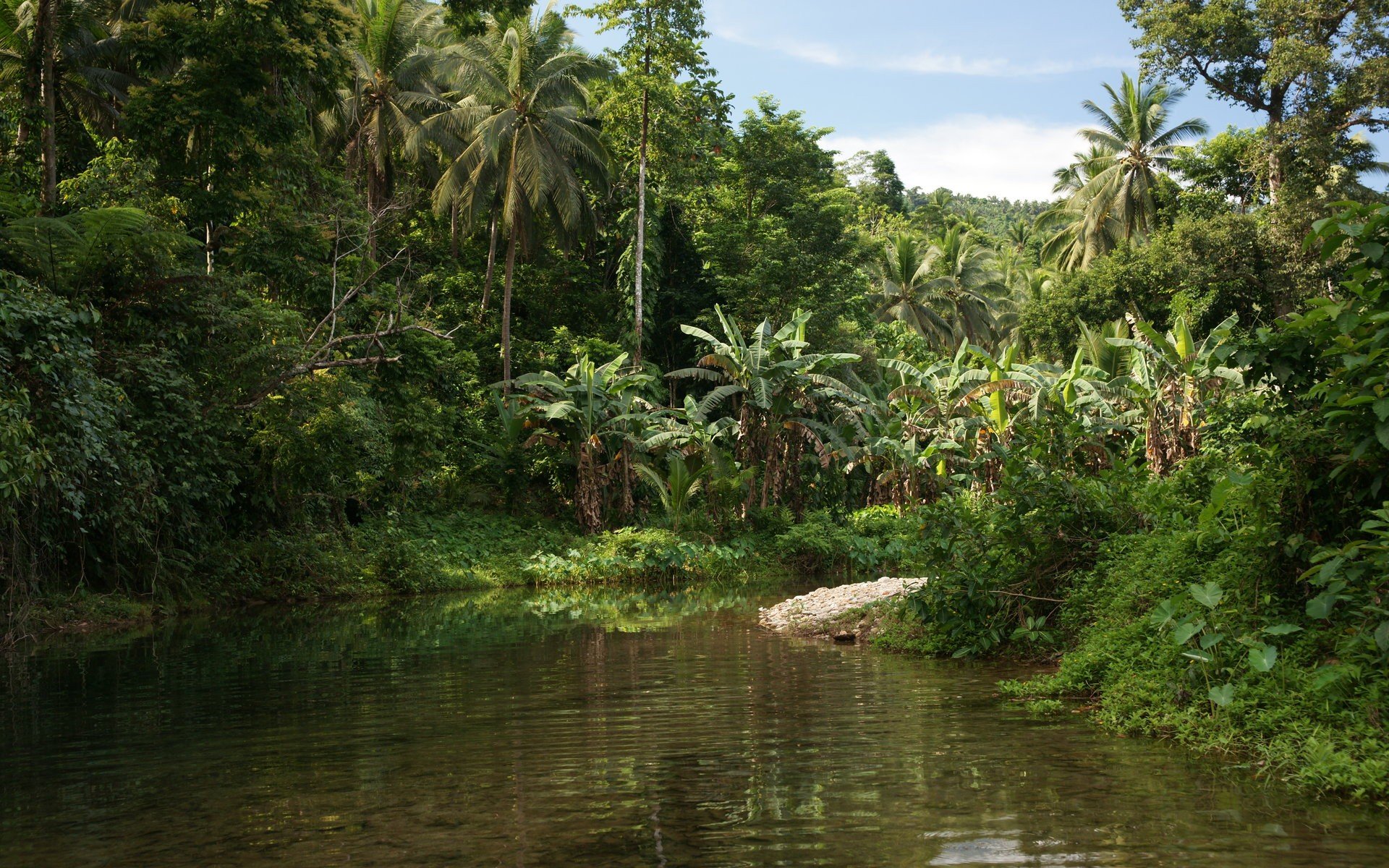 Тропические леса центральной Африки