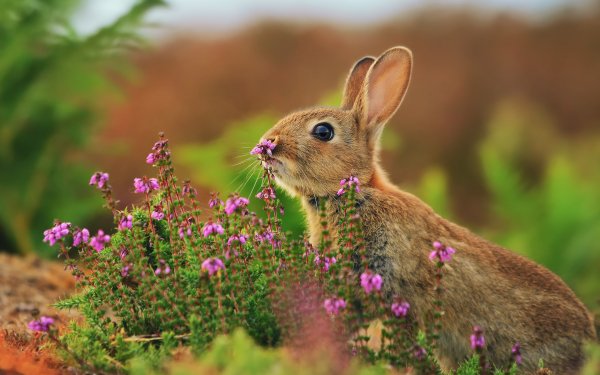 Animal Rabbit Cute HD Wallpaper | Background Image