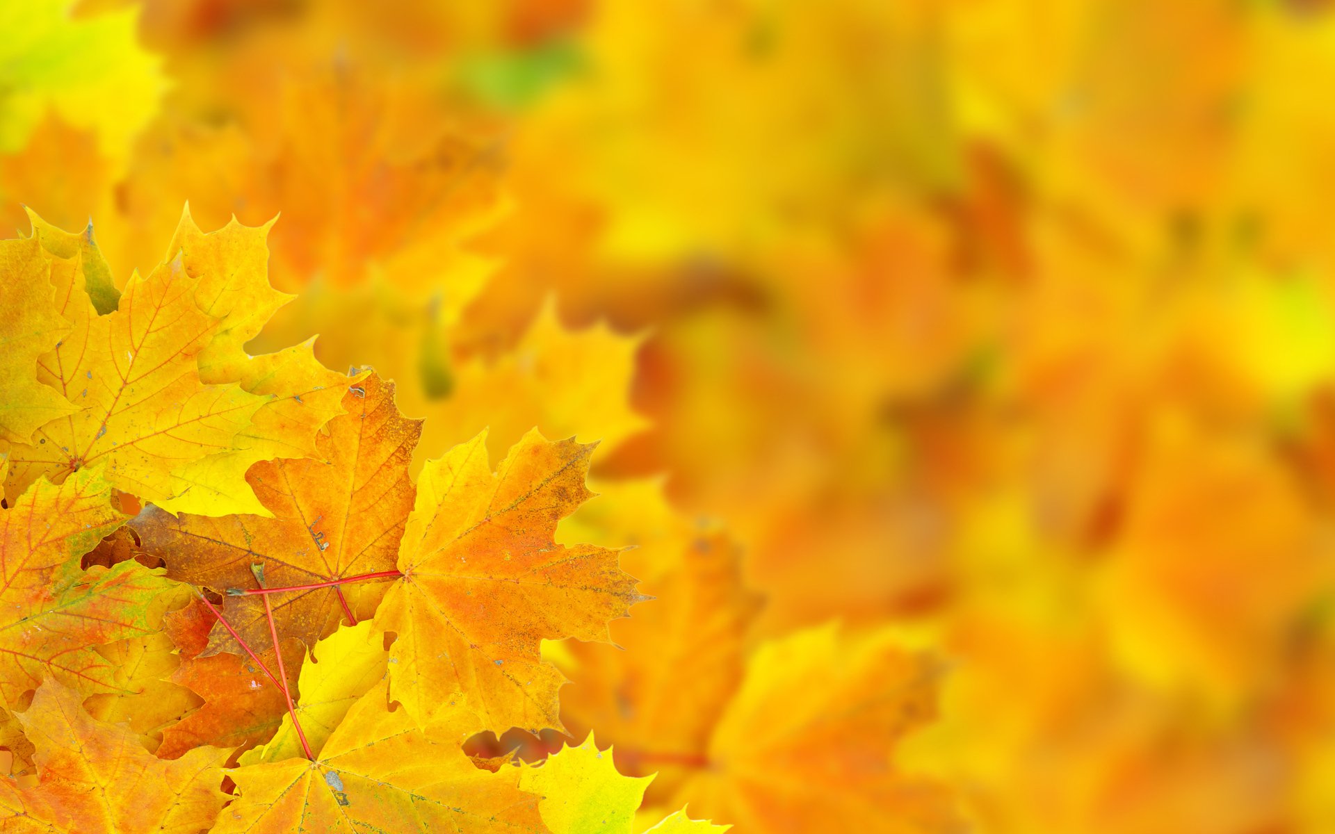 Download Season Fall Macro Close-up Nature Leaf  HD Wallpaper